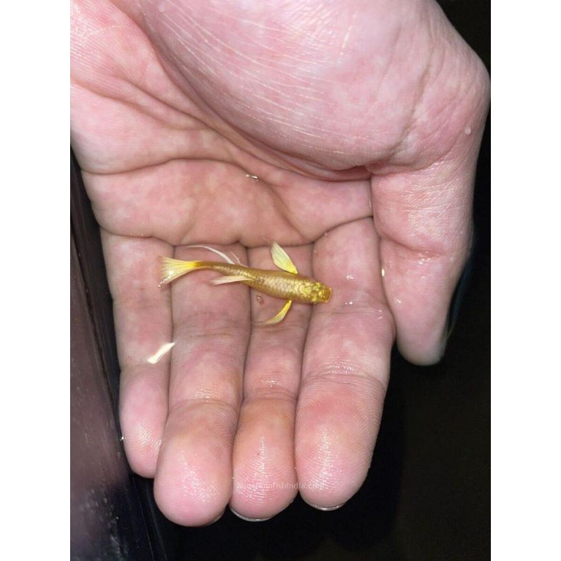 

stiker Guppy gold Vietnam ( 1 pasang)