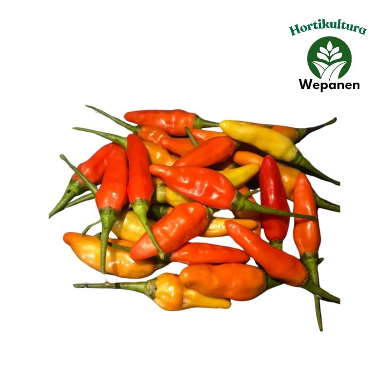 

Kirim Instant Rawit Ori Super Sleman Fresh 1kg