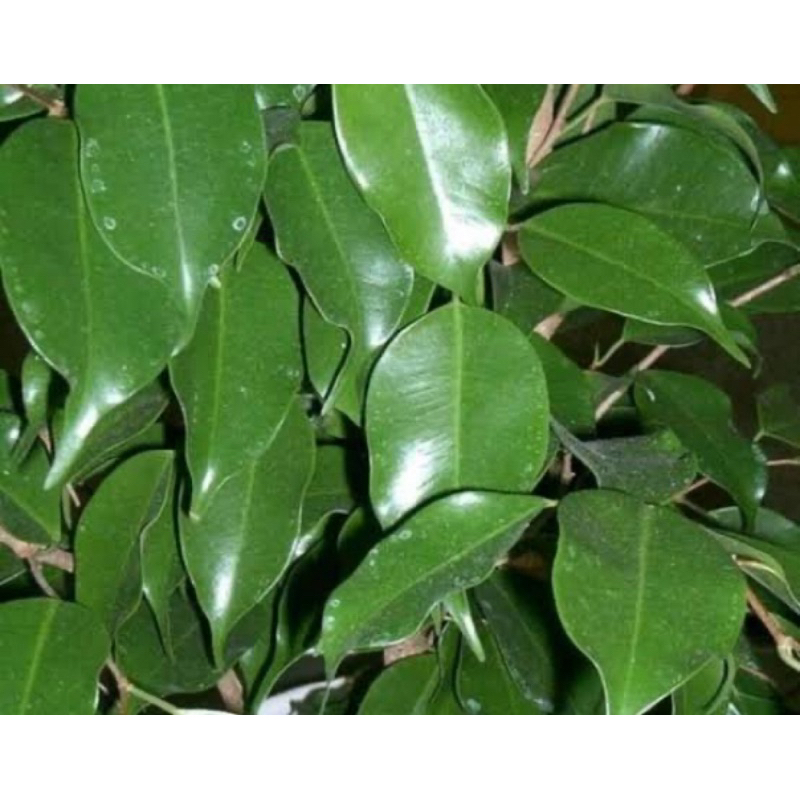 

Daun pohon beringin / daun beringin segar 1 kg-az