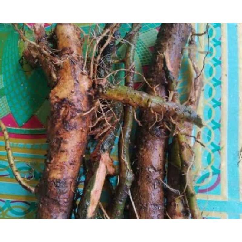 

Akar pohon waru / akar waru segar 1 kg-az