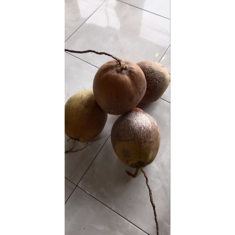 

kelapa kopyor ukuran lingkar 57-58 cm