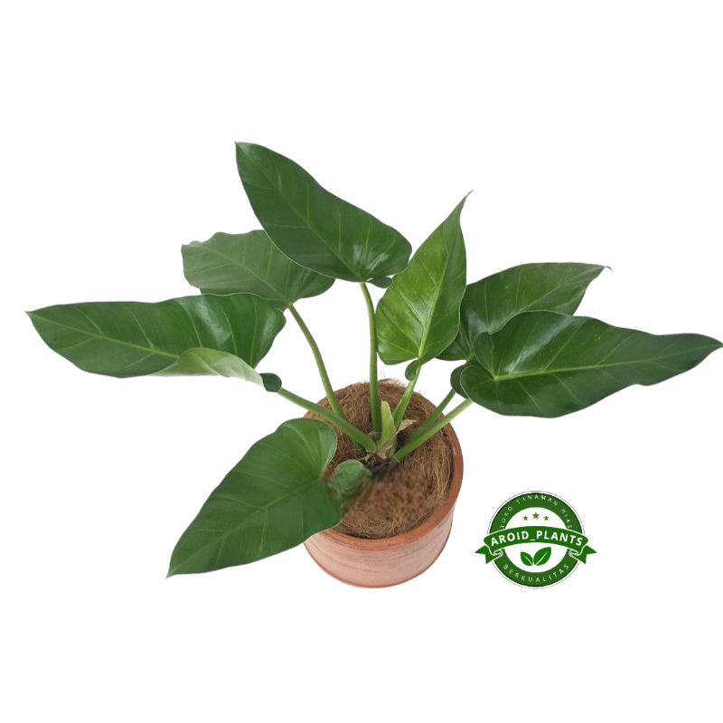Tanaman Hias Philodendron Giganteum Marble - Philodendron Marble