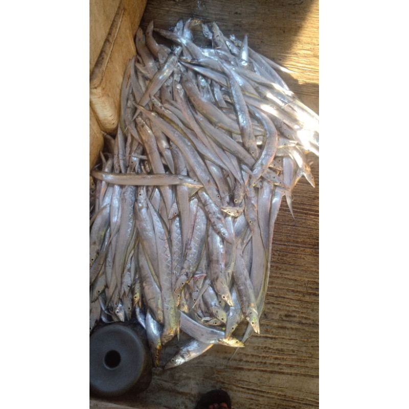 

ikan layur segar