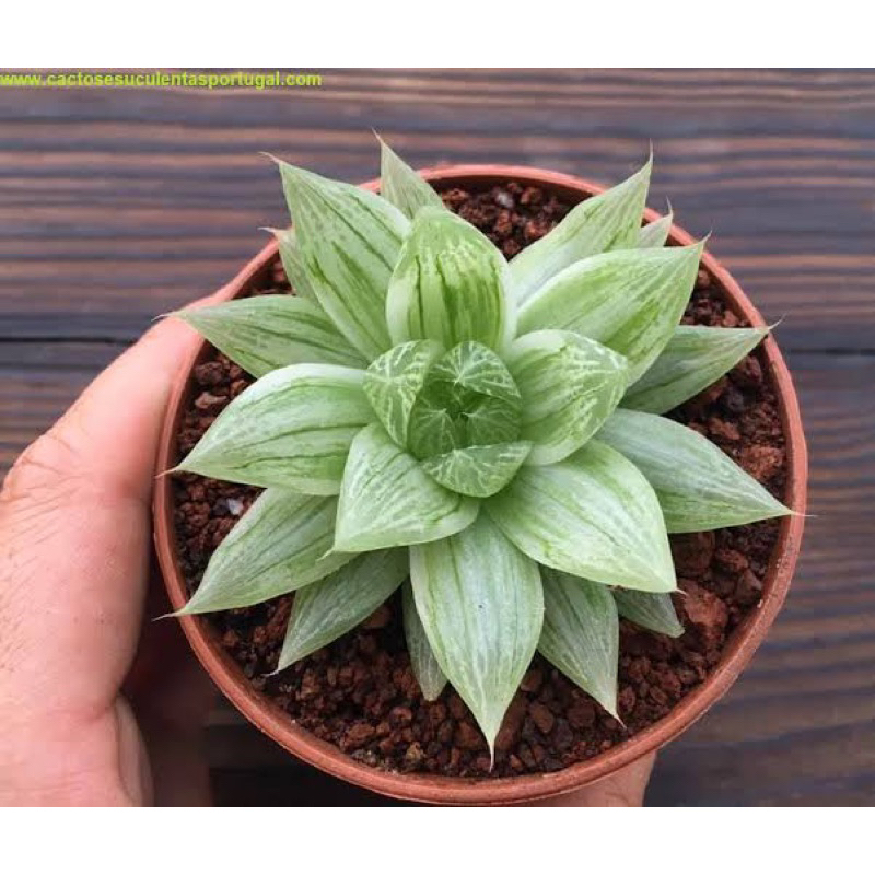 HAWORTHIA CV MARBLE READY STOCK + ADMIN INCLUDE MEDIA DAN POTT
