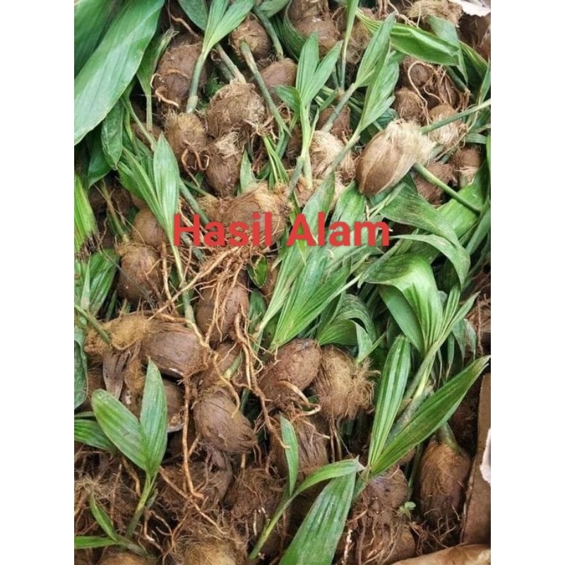 Sedia Bibit Pinang Thailand. Harga / biji