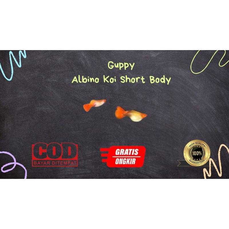 

Packing kardus / styrofoam guppy albino koi shortbody