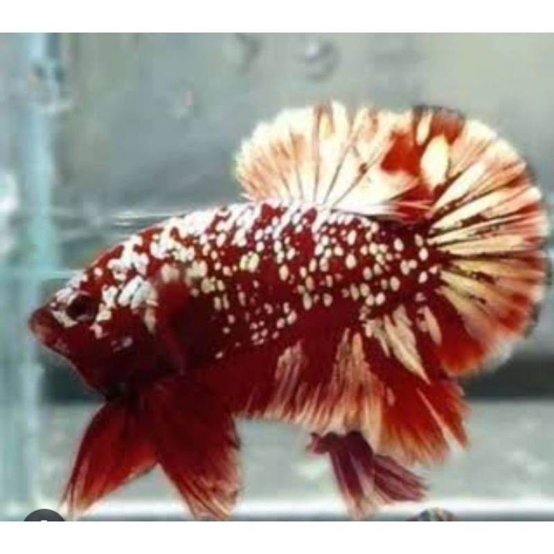 bergaransi cupang red galaxy gold bahan size m