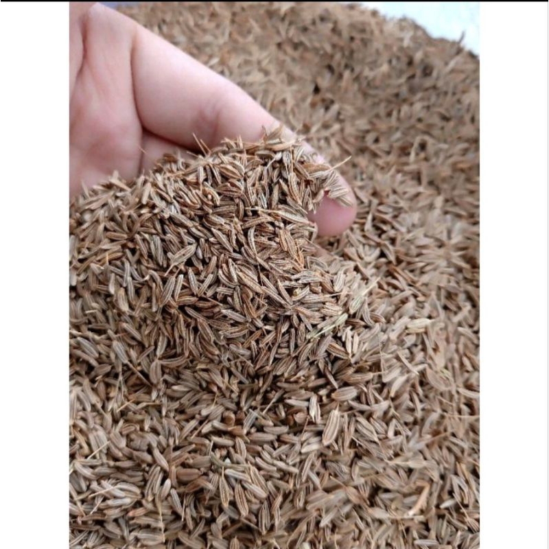 

100gr Jintan / Jintan Wangi / Cumin / Caraway / Rempah / JSR 100% PREMIUM QUALITY