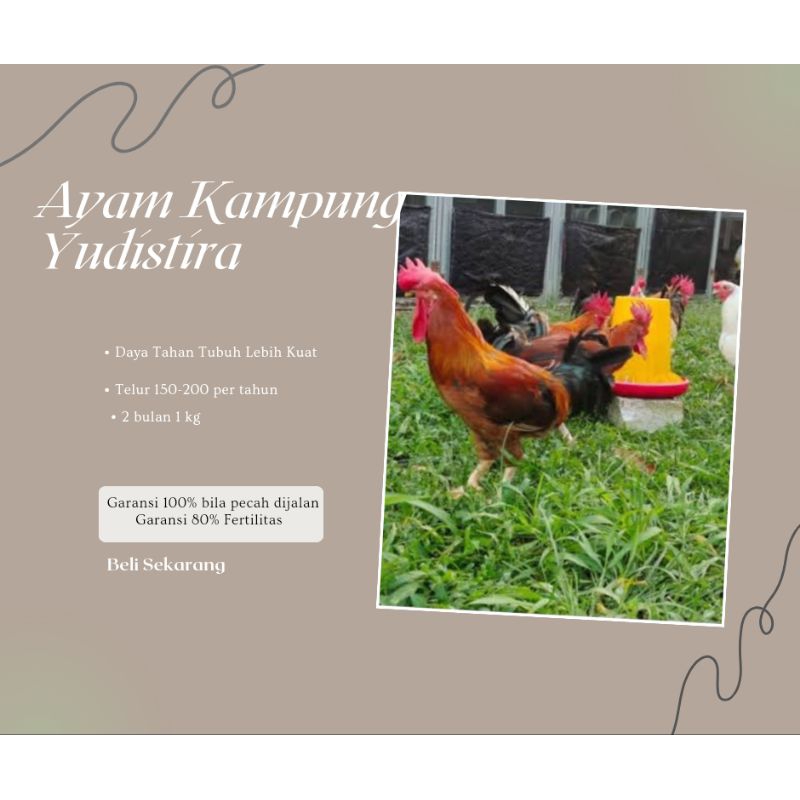 

TELUR TETAS AYAM KAMPUNG YUDISTIRA