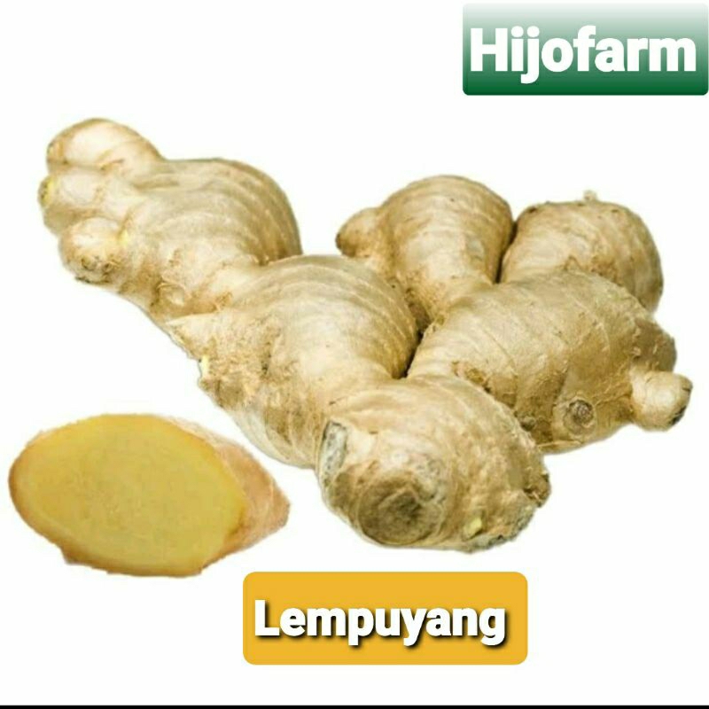 

Lempuyang Segar 500 Gr