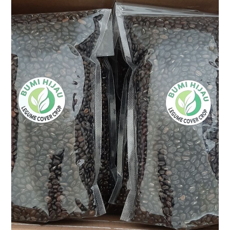 

kacangan mucuna bracteata super penutup lahan perkebunan kelapa sawit import india