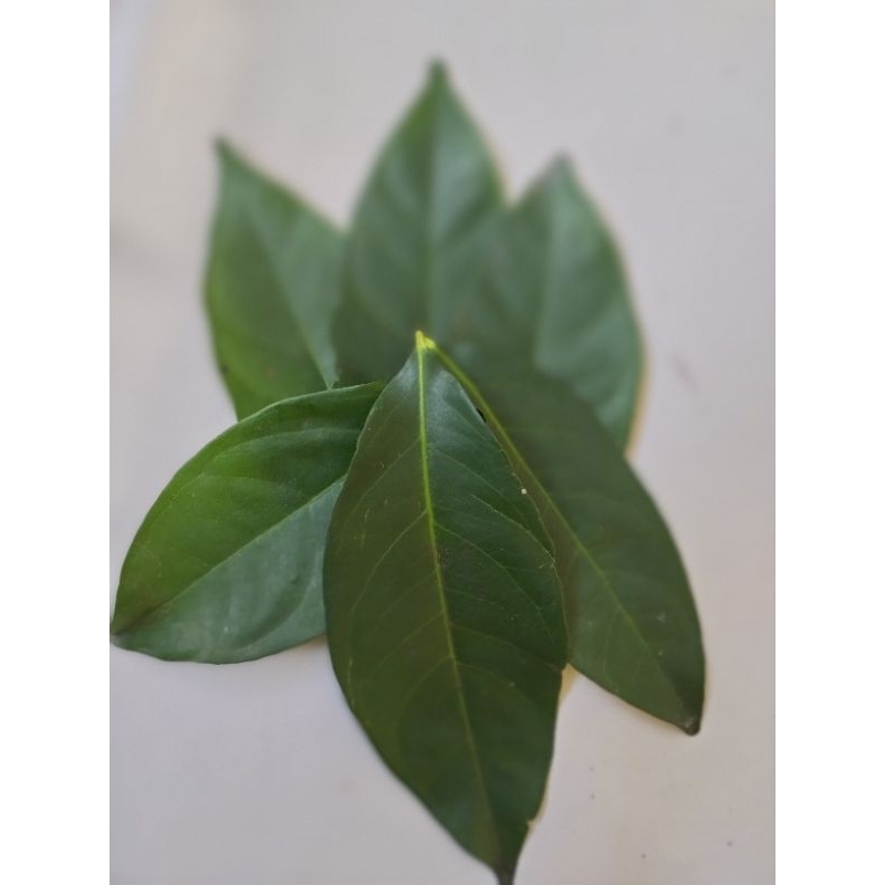 

Daun Salam Segar