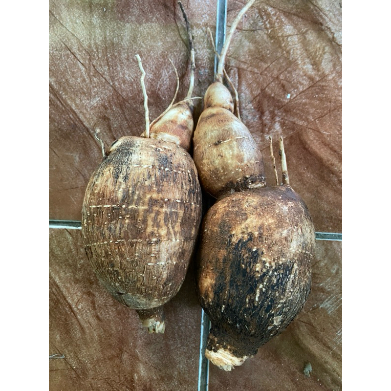 

Singkong sapi kuru singkong racun singkong genderewo segar 1 kg