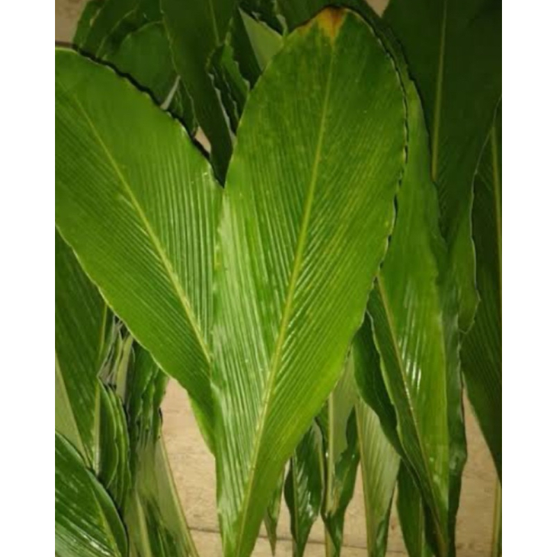 

Daun buah renggak / daun buah wresah daun hangasa segar 500 gram-az