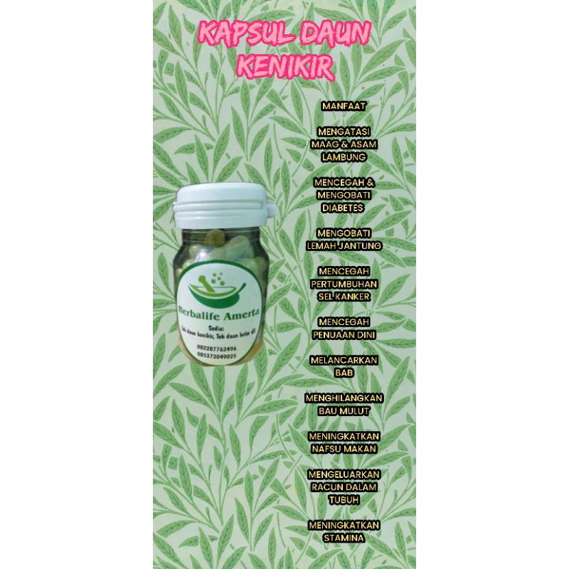 Kapsul Daun Kenikir isi 50