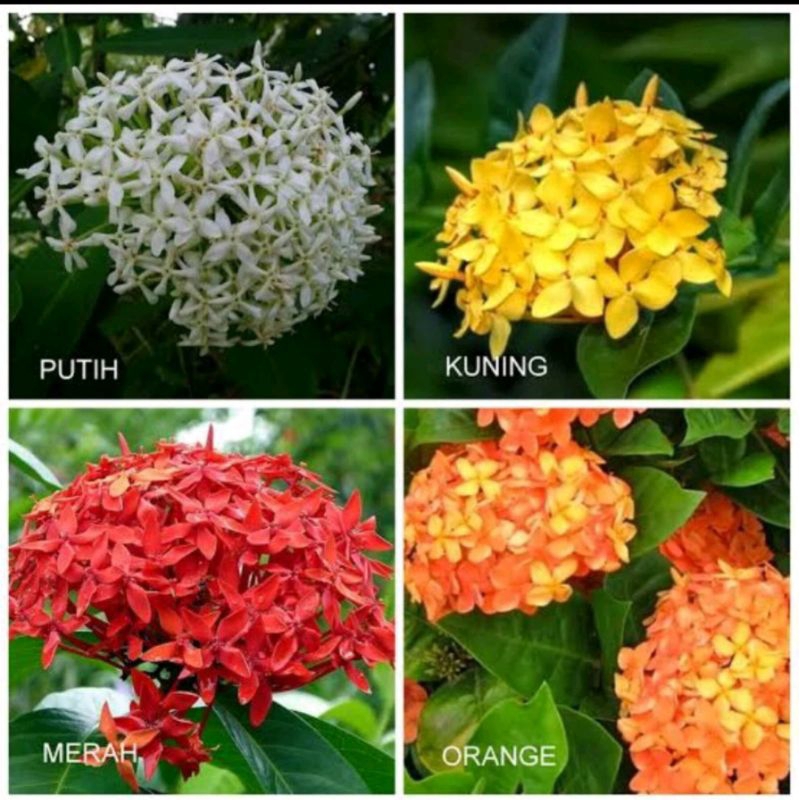 Tanaman Hias Bunga Asoka Varian Warna / Bunga Asoka / Tanaman Bunga Asoka / Asoka / Bunga Hias