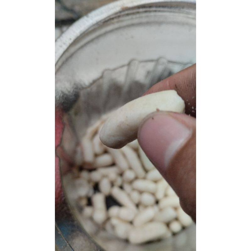 

kardus andrao guondrong size 5cm