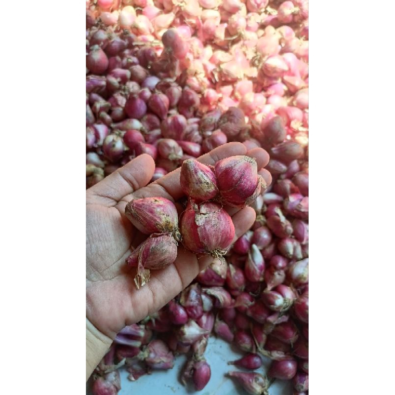 

bawang merah murah#nganjuk#bawang merah super