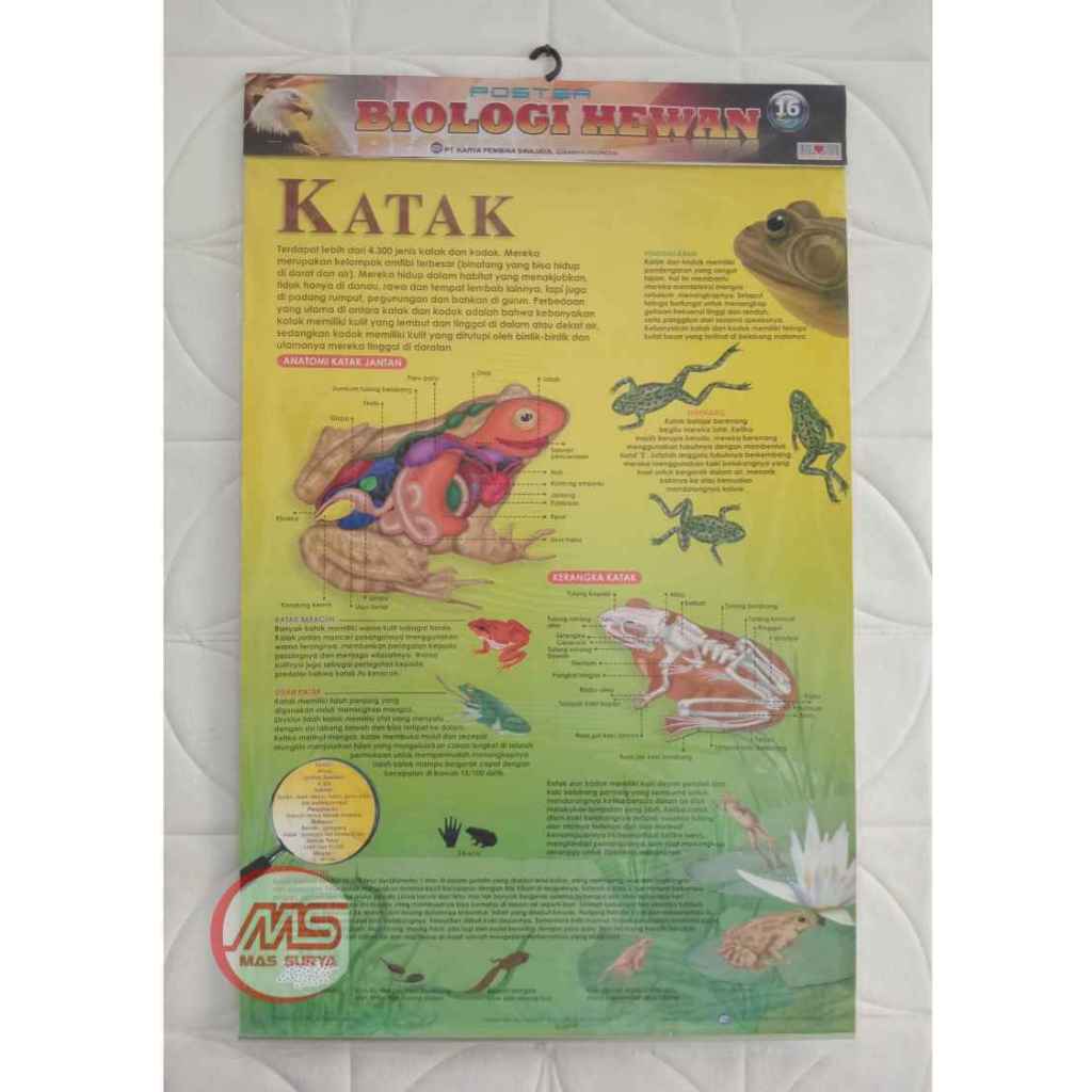 

Poster Biologi Hewan Edisi Katak