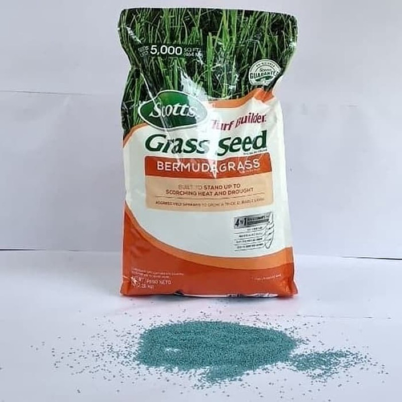 Benih rumput jepang 100g  biji rumput jepang  bibit rumput jepang Benih rumput siap tanam