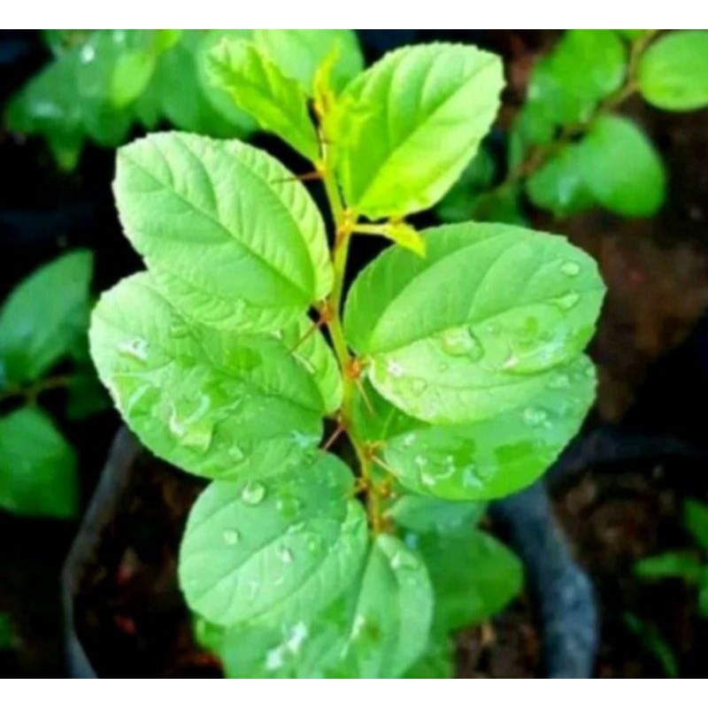 

Daun bidara arab fresh
