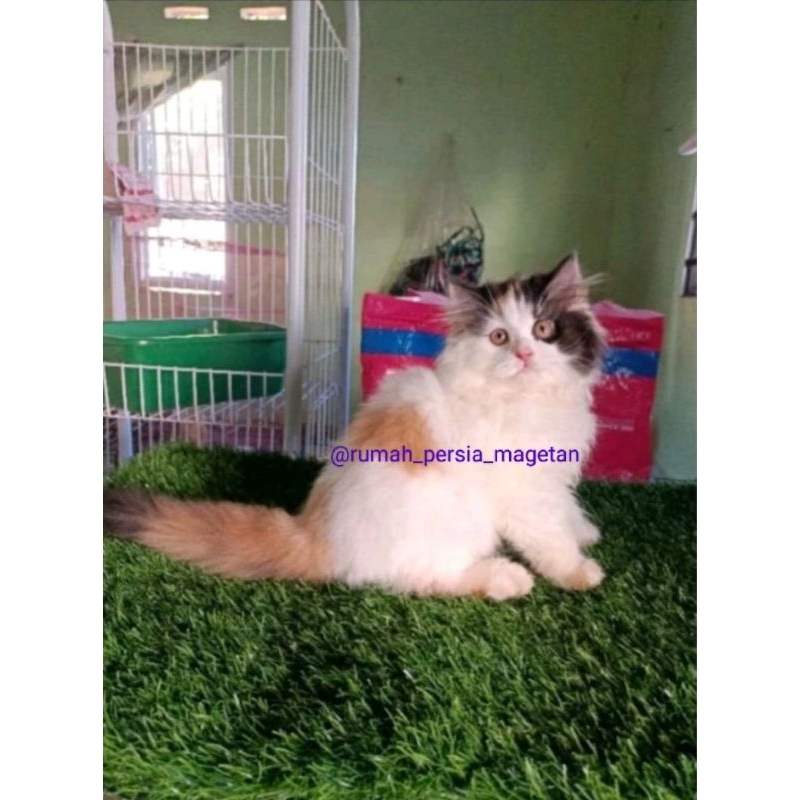 rumah Persia magetan