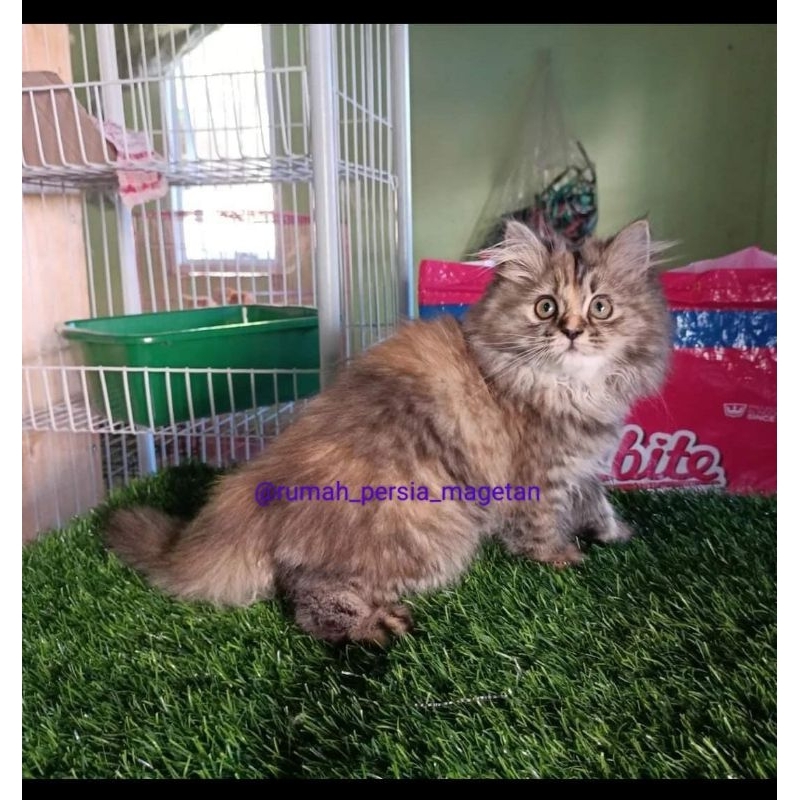 Kucing Persia Himalaya Ragdol