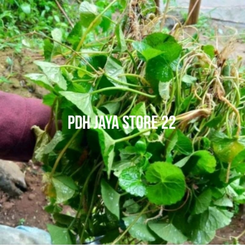 

Daun pegagan segar atou antanan segar 500 grm