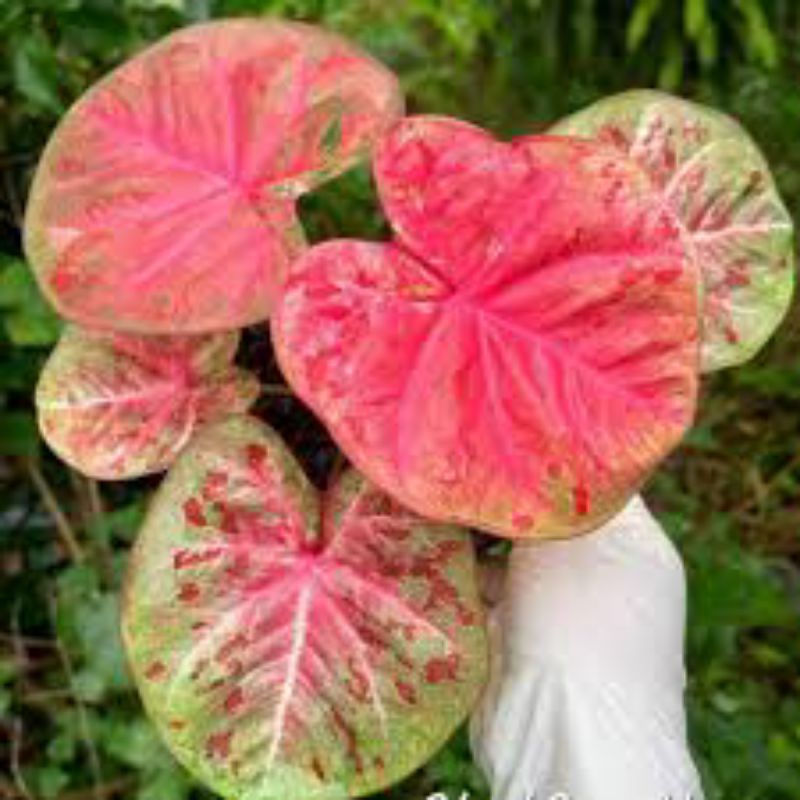 keladi h02 Caladium ho2 Thailand series bulat mewah