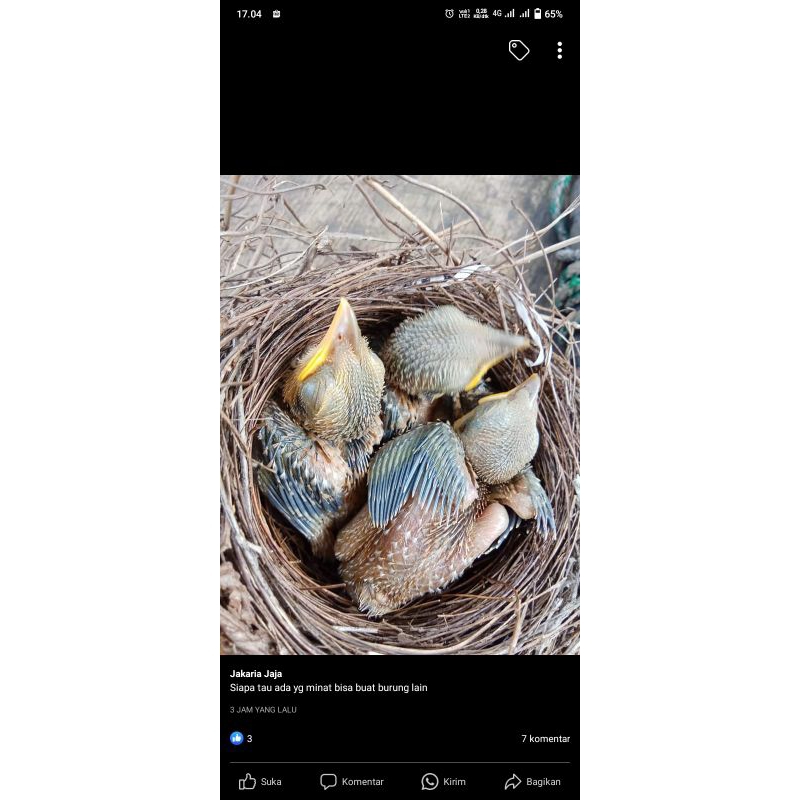 Anakan Burung cendet jawa barat