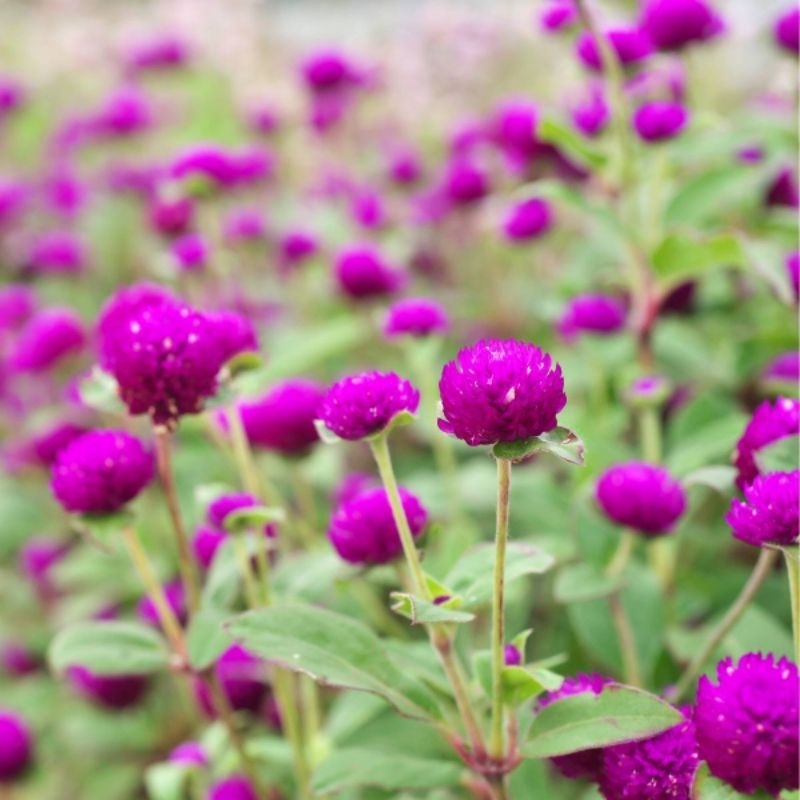 

Bunga Globe Amaranth Kering isi 500 Gram