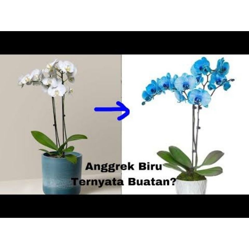 Anggrek bulan biru_pewarnaan Pre Order