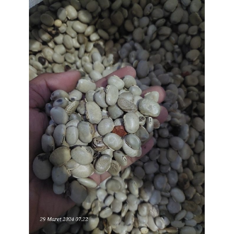 1 kg benih MC ( Mucuna cochinchinensis) cover croop LCC