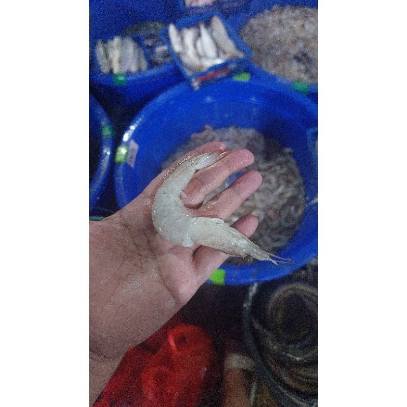 

Udang Peci Seafood Fresh