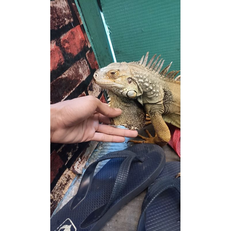 iguana jantan minus banyak sesuai harga