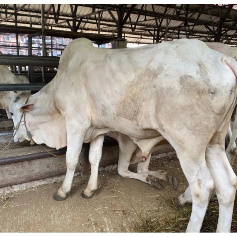 

AyooKurban Tebar 1 Sapi Qurban, 250-350 kg, utk 1-7 Nama Pequrban, amanah