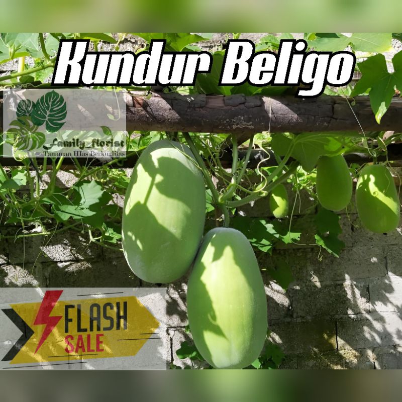

Buah Kundur Beligo Winter Melon Segar 2,5 Kg Fresh Baru diPetik - Buah Kundur - Buah Beligo - Buah Blonceng - Buah Bligo - Winter Melon Segar