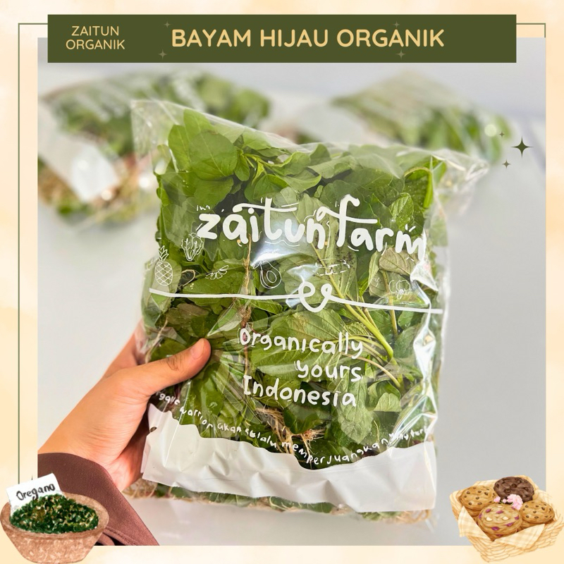 

BAYAM HIJAU ORGANIK | ALAMI | BEBAS PESTISIDA | ZAITUN FARM