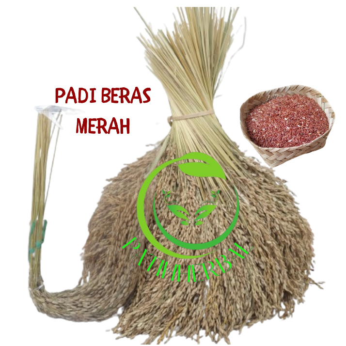 

Padi Beras Merah Bertangkai Panjang 100% Asli Per 30 Tangkai
