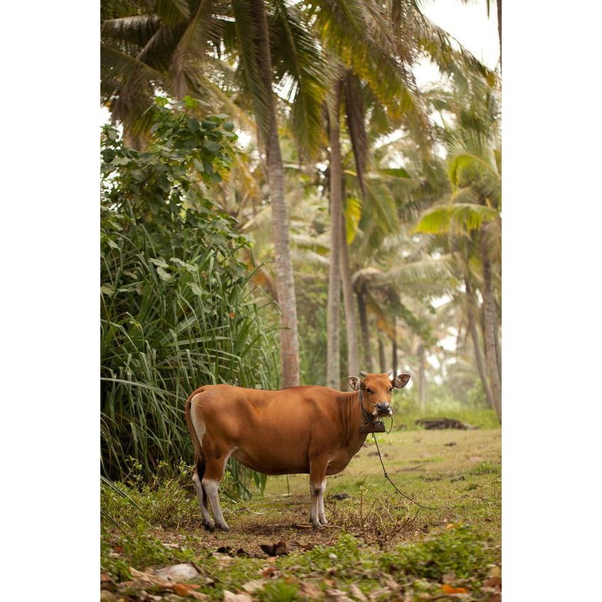 Vitamin Nutrisi Sapi 250 ml - VGT Sapi dan Kambing - Domba - VGT Nutrisi - VGT