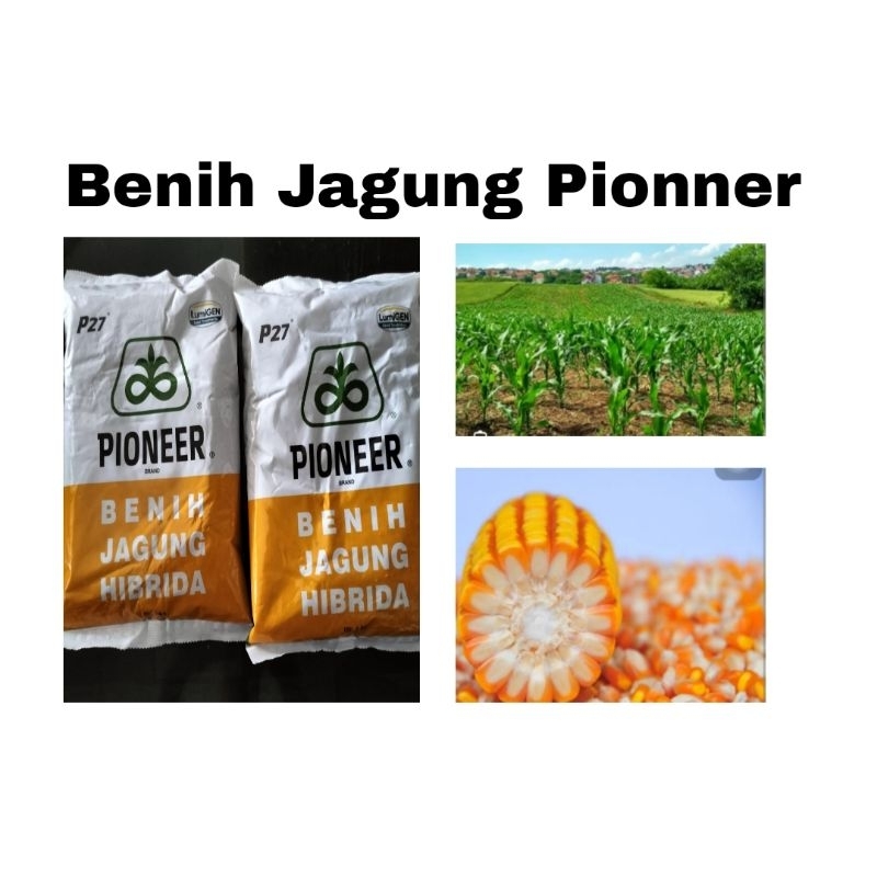 Benih Jagung Pioneer Hibrida P35 (1KG)