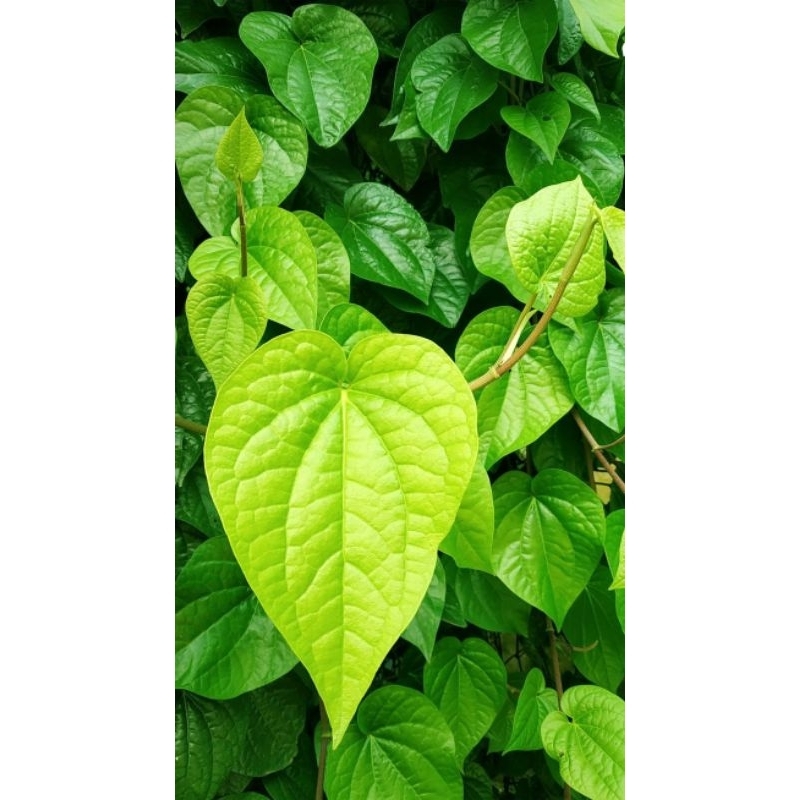 

Daun sirih Segar 1kg murah