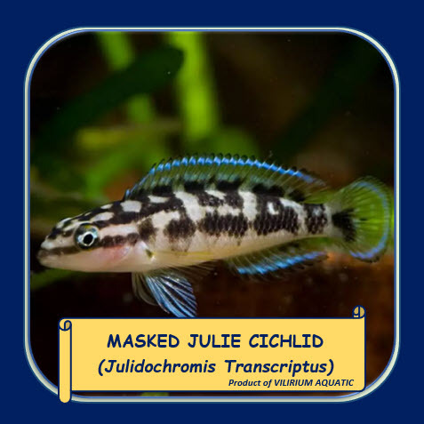 IKAN HIAS AIR TAWAR - CICHLID MASKED JULIE / MASKED JULIE CICHLID / JULIDOCHROMIS TRANSCRIPTUS