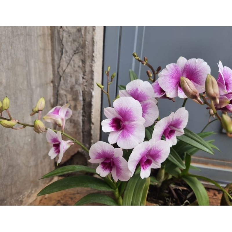 Dendrobium Yaya Compactum