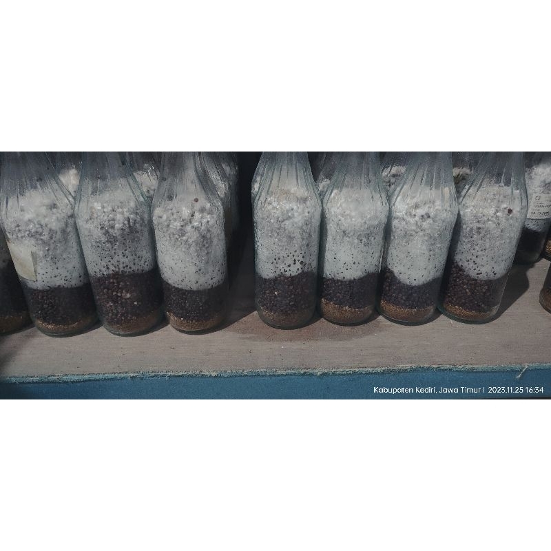 bibit jamur tiram f2