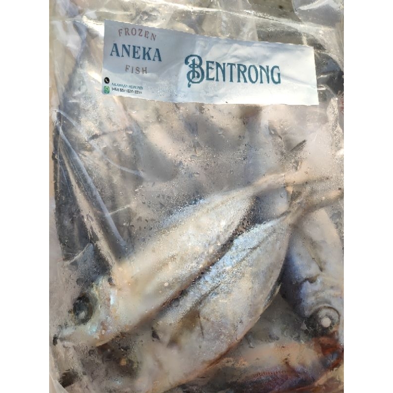 

Ikan Bentrong 1/2 kg