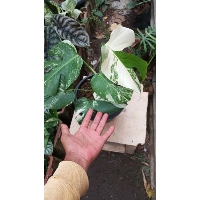monstera variegata 1 daun pancing ekonomis
