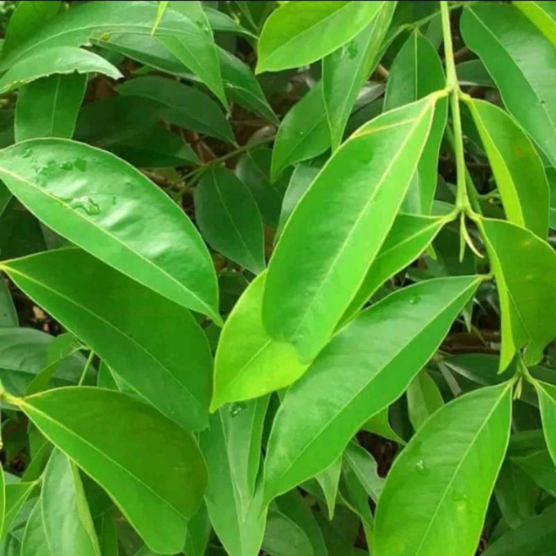 

Jual Daun mahkota dewa murni daun 250 gr