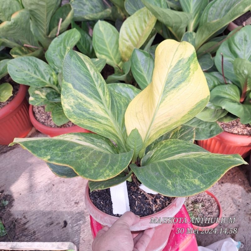 JEMANI COBRA varigata Cobra Birawa