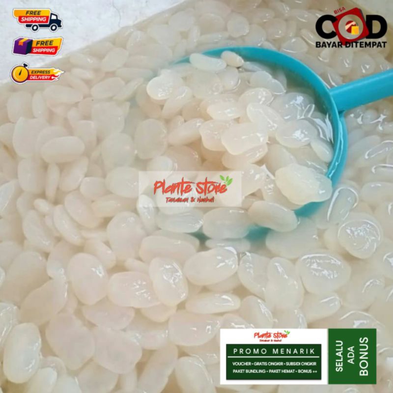 

KOLANG KALING SEGAR BUAH AREN MULTIKHASIAT KUALITAS SUPER 250 GRAM